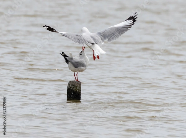 Obraz This is the seagull.