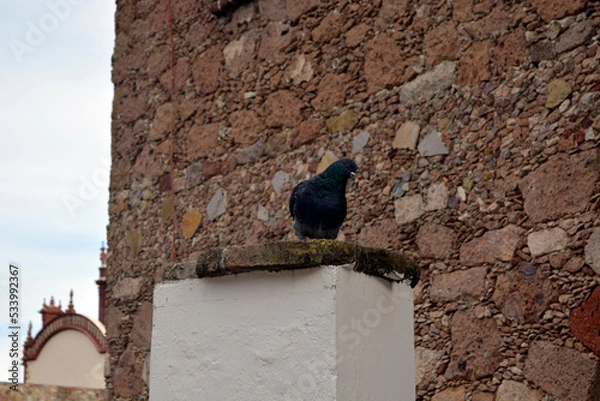 Obraz pigeon on the wall