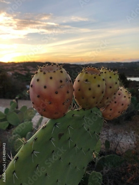 Fototapeta Cactus fruit closeup