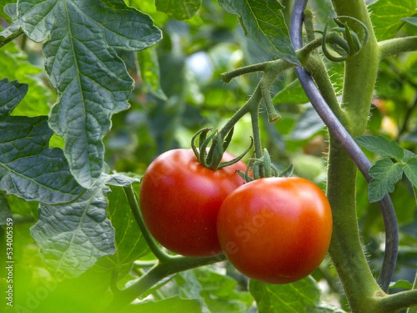 Obraz Frische Tomaten