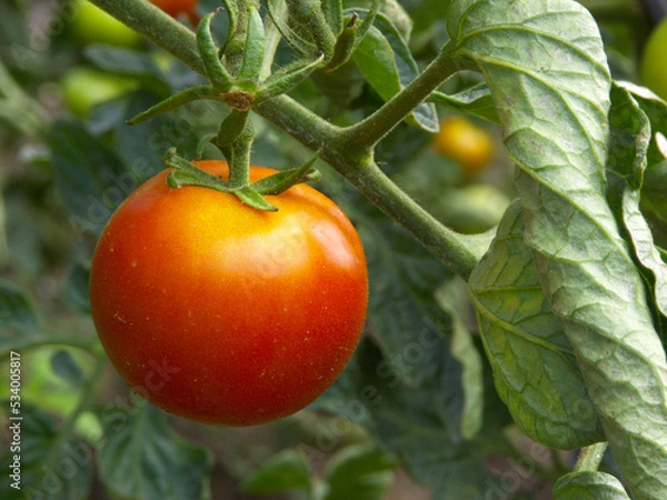Obraz Frische Tomaten