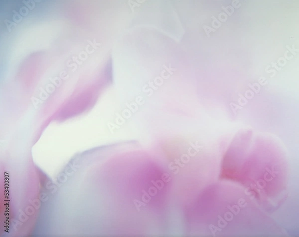 Fototapeta softimage