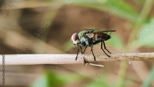 Obraz Sarcophaga carnaria