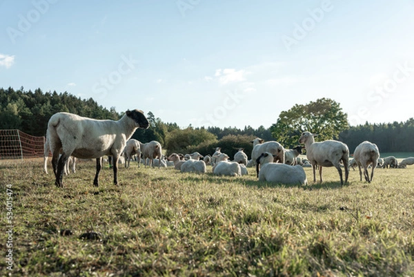 Obraz Schafherde auf grüner Wiese am frühen Morgen.