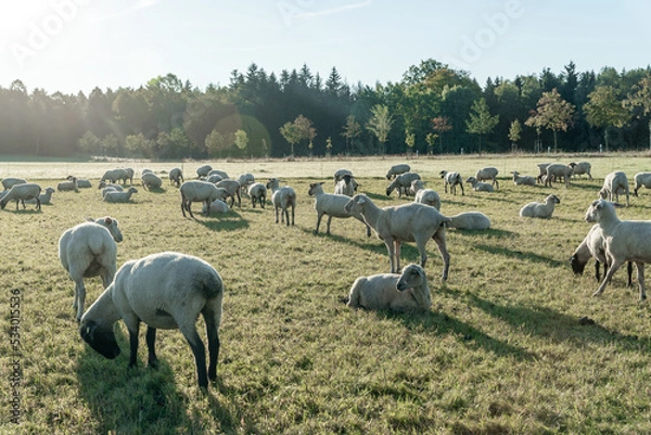 Obraz Schafherde auf grüner Wiese am frühen Morgen.