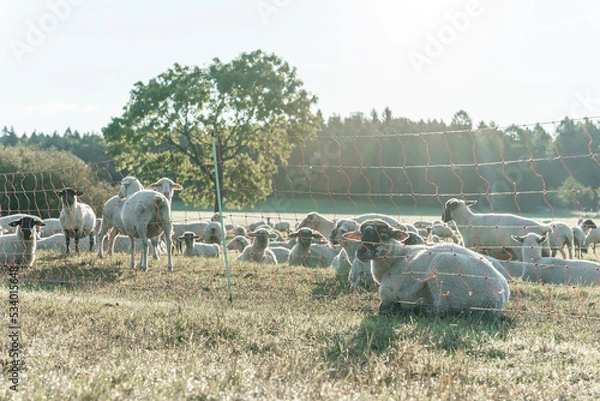Obraz Schafherde auf grüner Wiese am frühen Morgen.