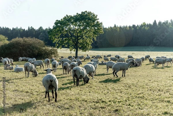 Obraz Schafherde auf grüner Wiese am frühen Morgen.