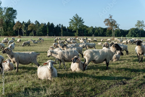 Obraz Schafherde auf grüner Wiese am frühen Morgen.