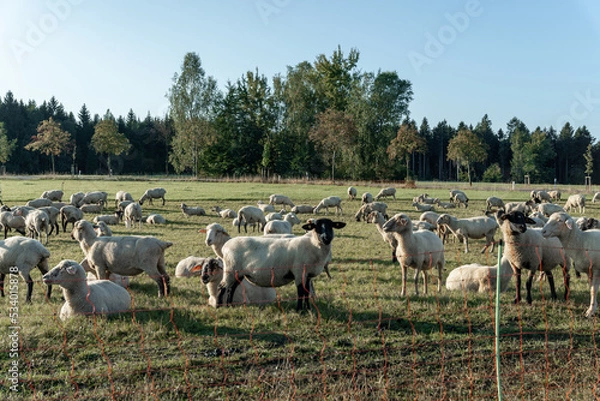 Obraz Schafherde auf grüner Wiese am frühen Morgen.