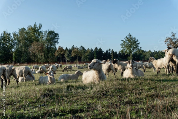 Obraz Schafherde auf grüner Wiese am frühen Morgen.
