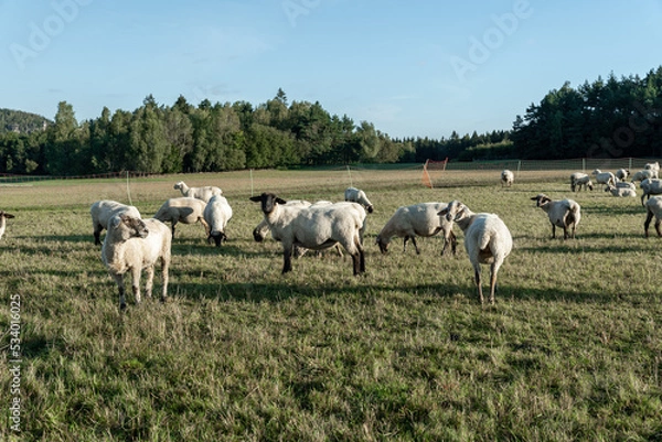 Obraz Schafherde auf grüner Wiese am frühen Morgen.