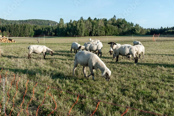 Obraz Schafherde auf grüner Wiese am frühen Morgen.