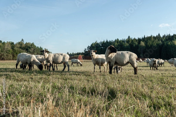 Obraz Schafherde auf grüner Wiese am frühen Morgen.