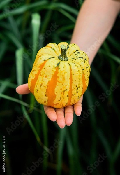 Fototapeta Taking yellow pumpkin outside with green grass background