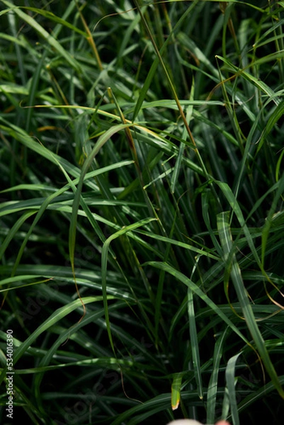 Fototapeta Green Grass background