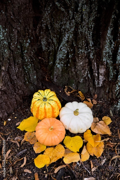 Obraz compose Pumpkins outside near the tree