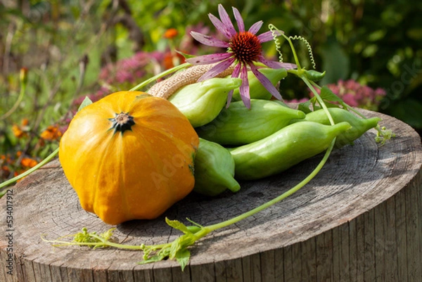 Obraz Orange pupmpkin, Cyclanthera pedata, echinacea flower. Wooden log. Blurry flower background.