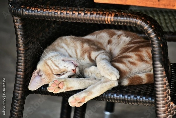 Obraz katze tier hübsch einheimtier schlafen