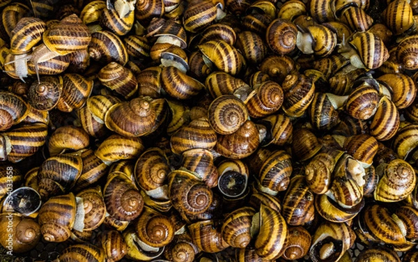 Fototapeta Snail farm Helix Aspersa Muller, Maxima snail, organic farming, restaurant delicacy. Cultivation of edible snail