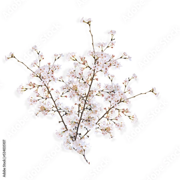 Fototapeta cherry blossoms on a transparent background. Png file