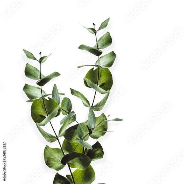 Fototapeta very beautiful and beautiful flowers with transparent background