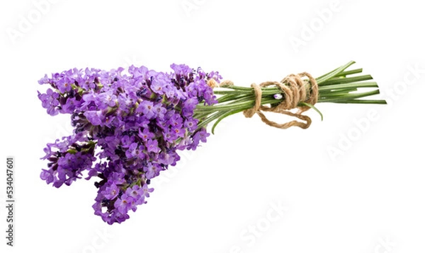 Obraz Bunch of blooming lavender