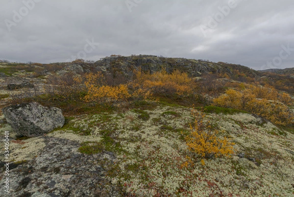 Fototapeta Tundra with hills and trees with yellow leaves.