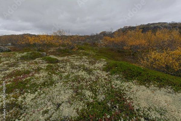 Fototapeta Tundra with hills and trees with yellow leaves.