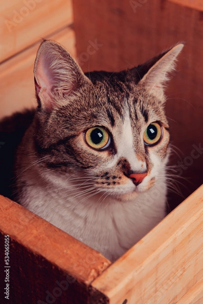Obraz cat on the table