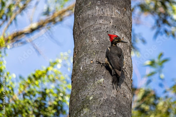 Obraz Woodpecker