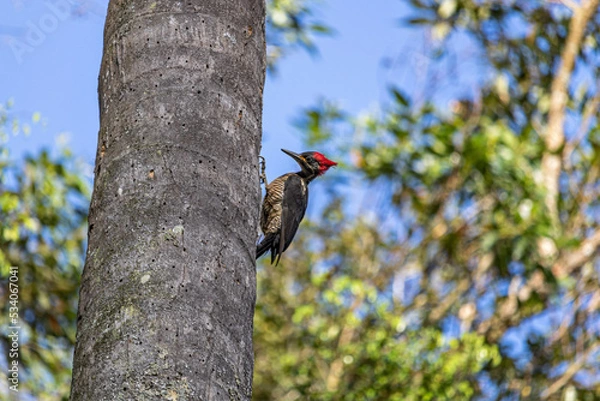 Obraz Woodpecker