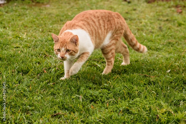 Obraz cat on the grass