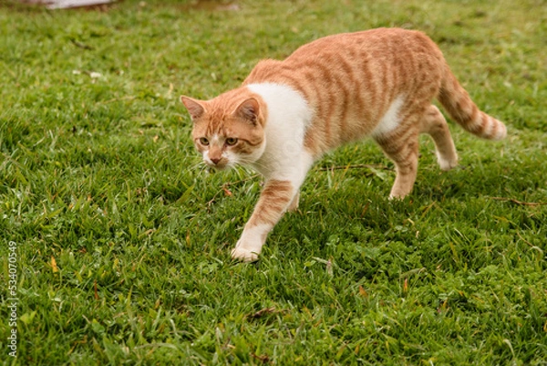 Obraz cat on grass