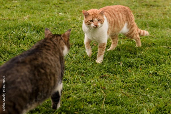 Obraz cat on the grass