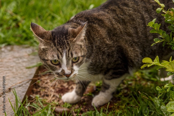Obraz cat on the grass