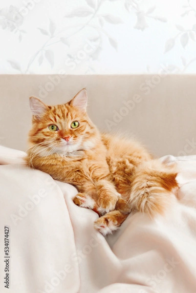 Fototapeta Cute ginger cat is lying on beige couch. Fluffy pet comfortably settled to sleep on blanket. Cozy home background with domestic animal.
