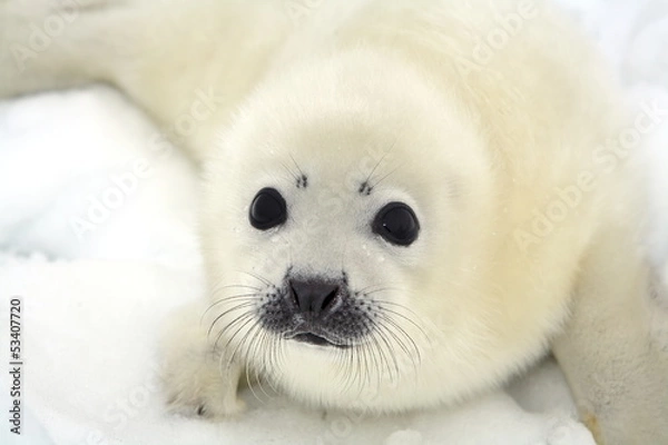 Obraz Pieczęć pieczęci harf