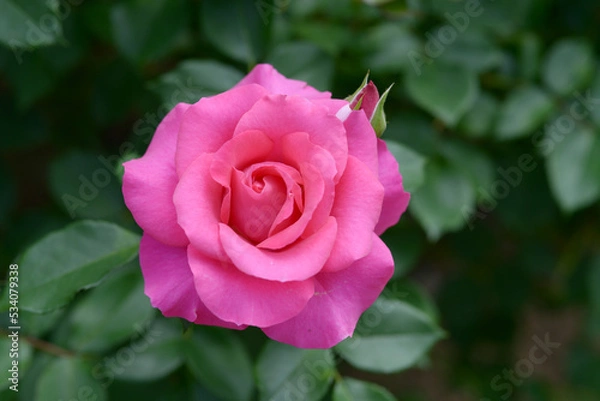 Fototapeta うらら　バラの花