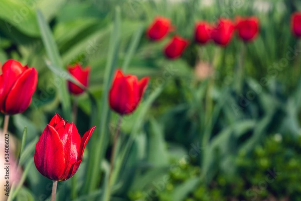 Fototapeta A group of red tulips