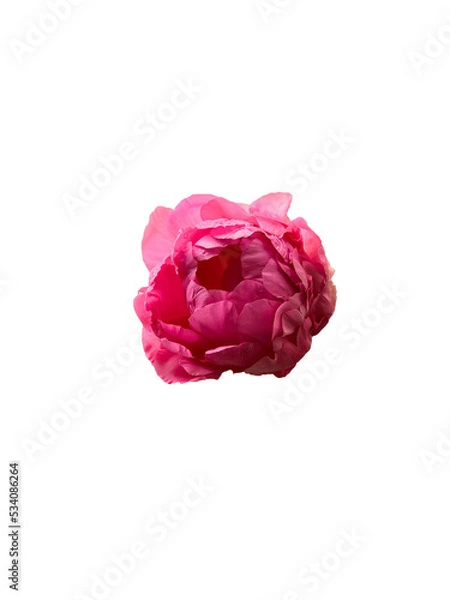 Obraz Isolated Peony