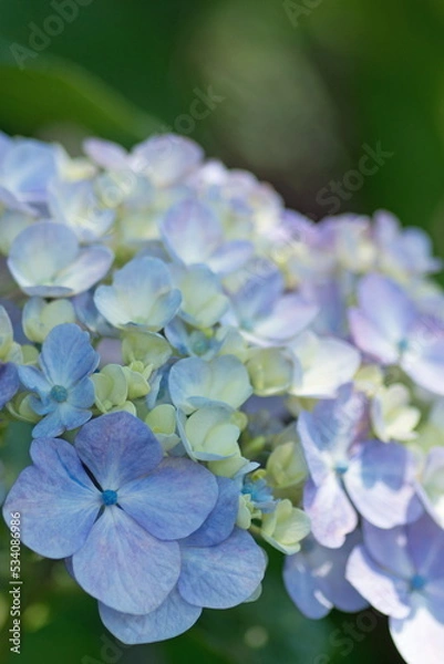 Fototapeta アジサイ