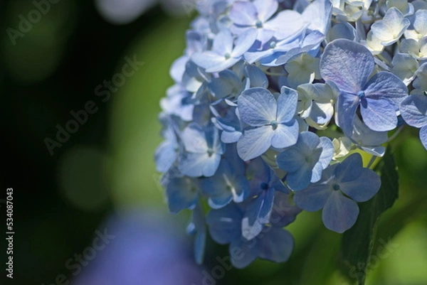 Fototapeta アジサイ