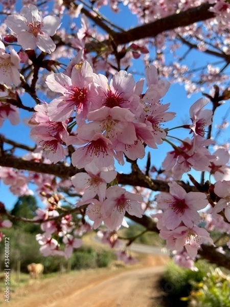 Obraz cherry blossom