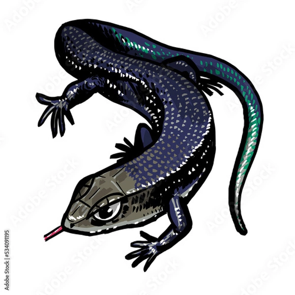 Fototapeta skink lizard