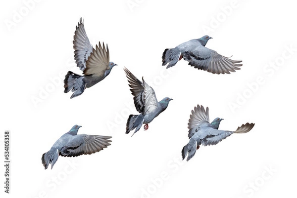 Fototapeta Movement Scene of Group of Rock Pigeons Flying in The Air, Transparent background PNG file.