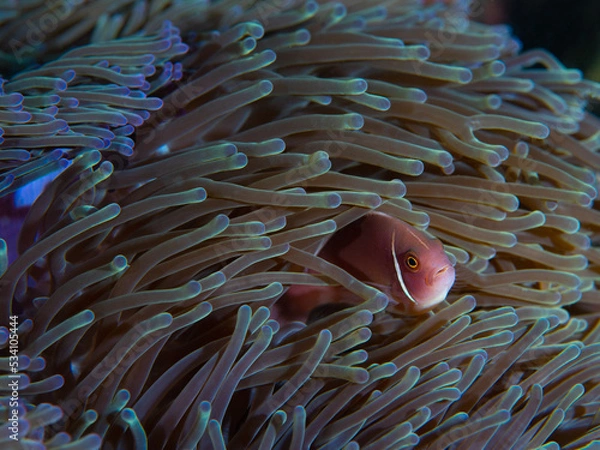 Obraz Close-up of pink skunk nemo clownfish nestled in its anemone habitat