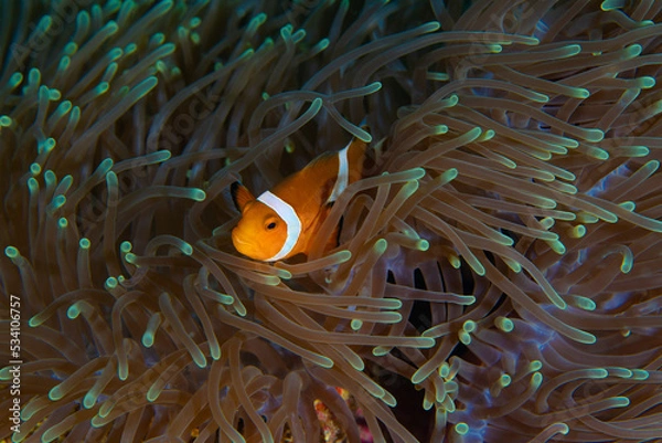 Obraz Orange white striped nemo clownfish nestled in its brown translucent anemone habitat