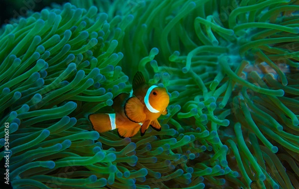 Obraz Orange nemo clownfish swimming out of its green habitat