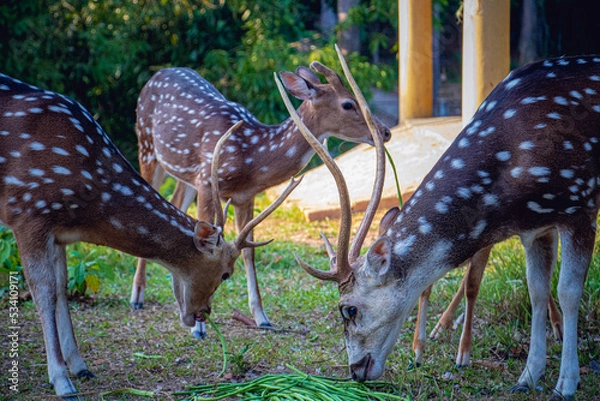 Obraz Spotted Deers or Axis Deers close-up of their eating in safari park