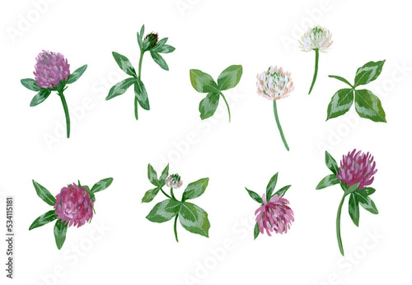 Fototapeta set of gouache elements - clover flowers and leaves on a white background.